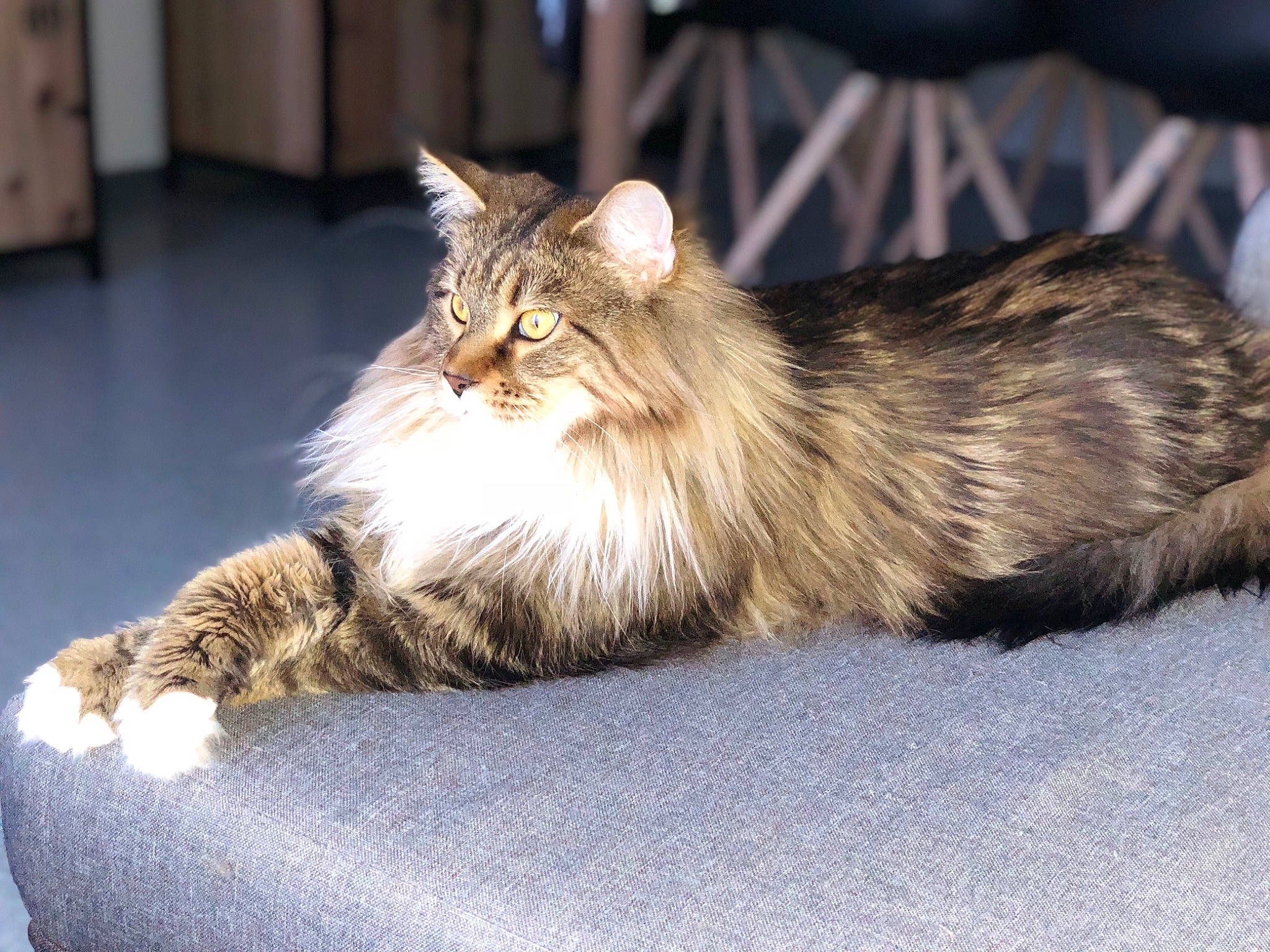 Joyce a rejoint le concours — aidez-le/la à gagner de superbes lots ! american_curl, asian_semi_longhair, british_semi_longhair, carnivore, cat, cymric, domestic_long_haired_cat, fawn, felidae, maine_coon, mammal, norwegian_forest_cat, persian, ragamuffin, siberian, small_to_medium_sized_cats, tabby_cat, vertebrate, whiskers, wild_cat