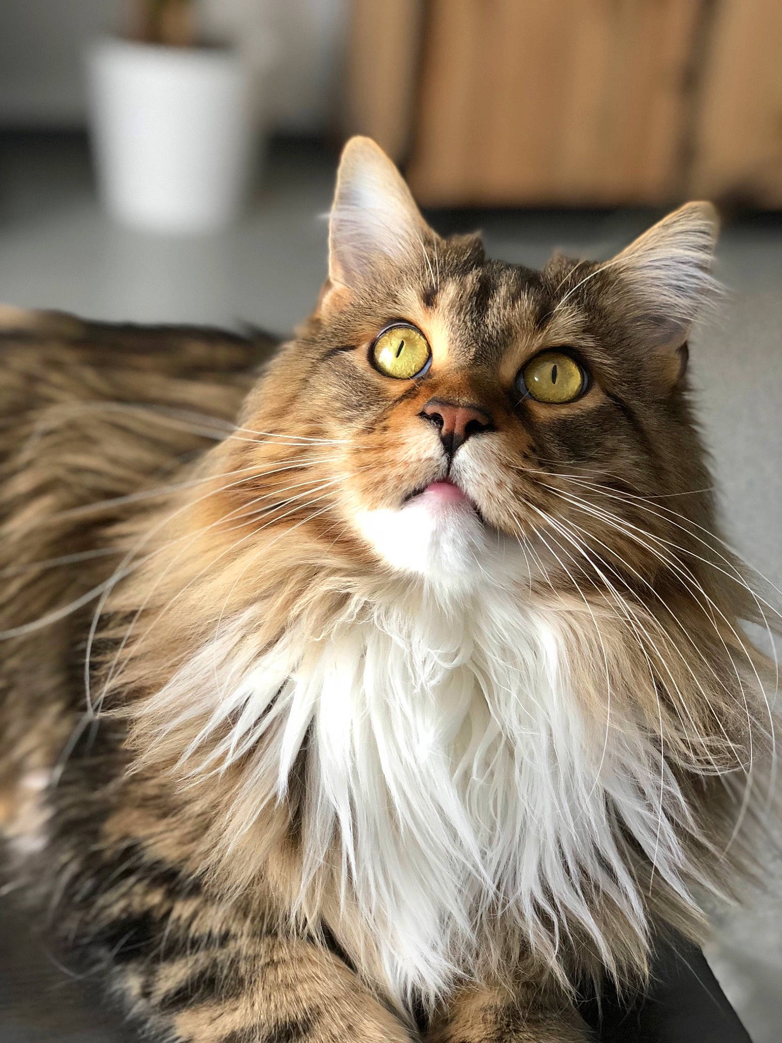 Joyce participe au concours pour gagner de l'argent avec cette photo : american_bobtail, american_curl, asian_semi_longhair, british_longhair, british_semi_longhair, carnivore, cat, domestic_long_haired_cat, fawn, felidae, fur, maine_coon, mammal, norwegian_forest_cat, ragamuffin, siberian, small_to_medium_sized_cats, tabby_cat, vertebrate, whiskers