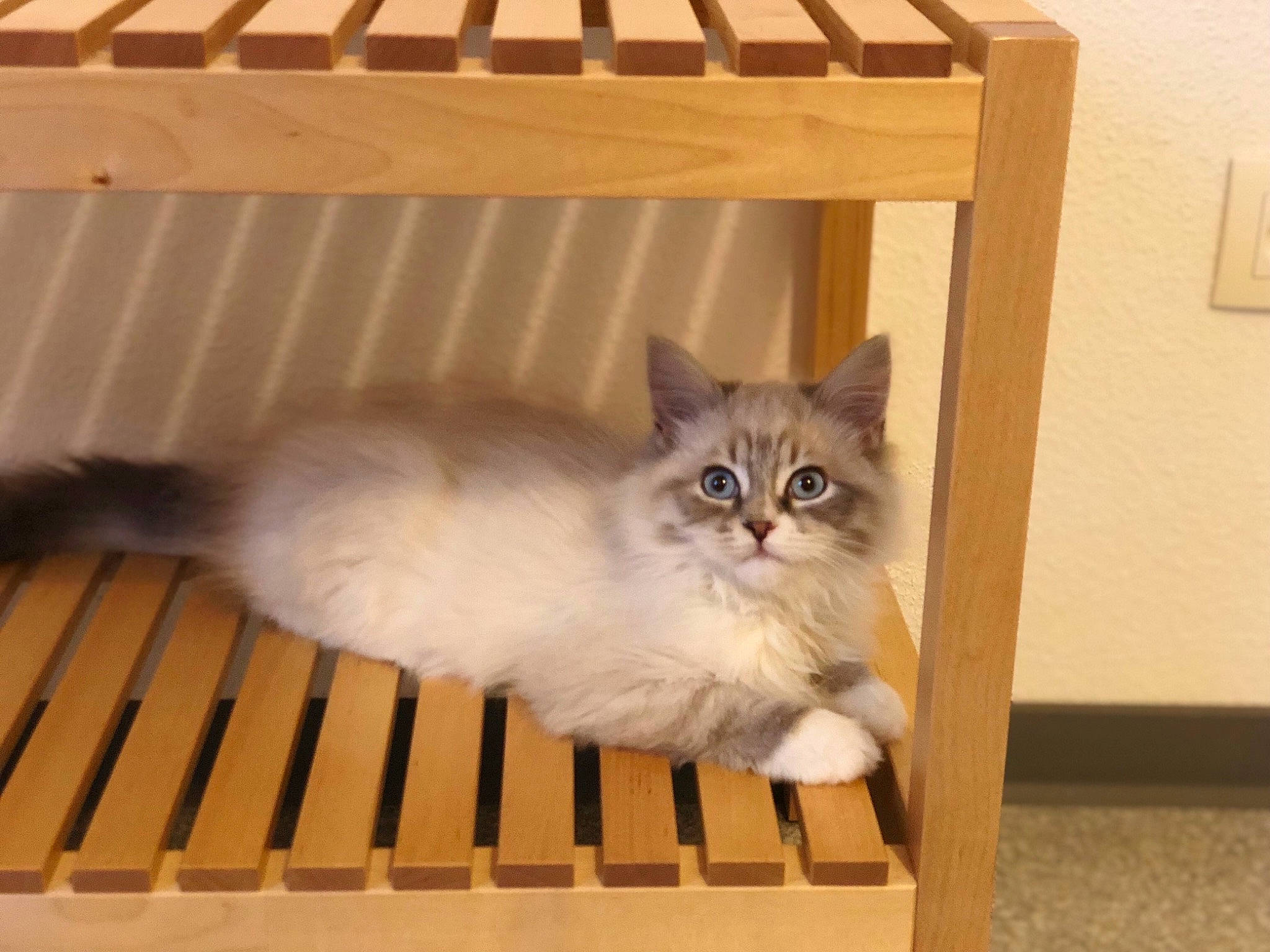 Oggy participe au concours pour gagner de l'argent avec cette photo : animal_shelter, asian_semi_longhair, box, british_longhair, british_semi_longhair, carnivore, cat, domestic_long_haired_cat, european_shorthair, fawn, felidae, kitten, mammal, munchkin, norwegian_forest_cat, ragamuffin, ragdoll, siberian, small_to_medium_sized_cats, whiskers