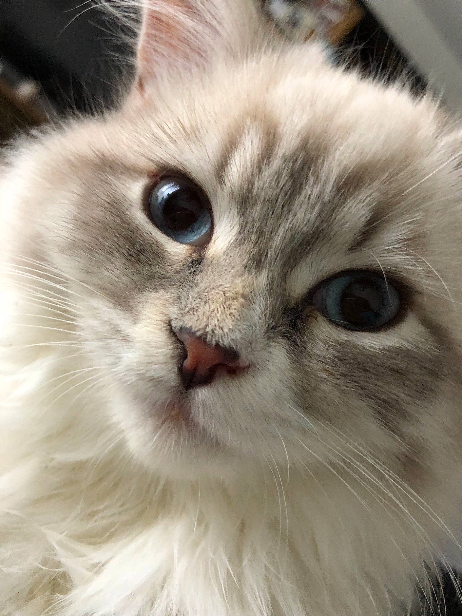 Oggy a rejoint le concours — aidez-le/la à gagner de superbes lots ! american_curl, asian_semi_longhair, british_longhair, british_semi_longhair, carnivore, cat, close_up, domestic_long_haired_cat, eye, felidae, fur, iris, mammal, nose, persian, ragdoll, small_to_medium_sized_cats, snout, vertebrate, whiskers