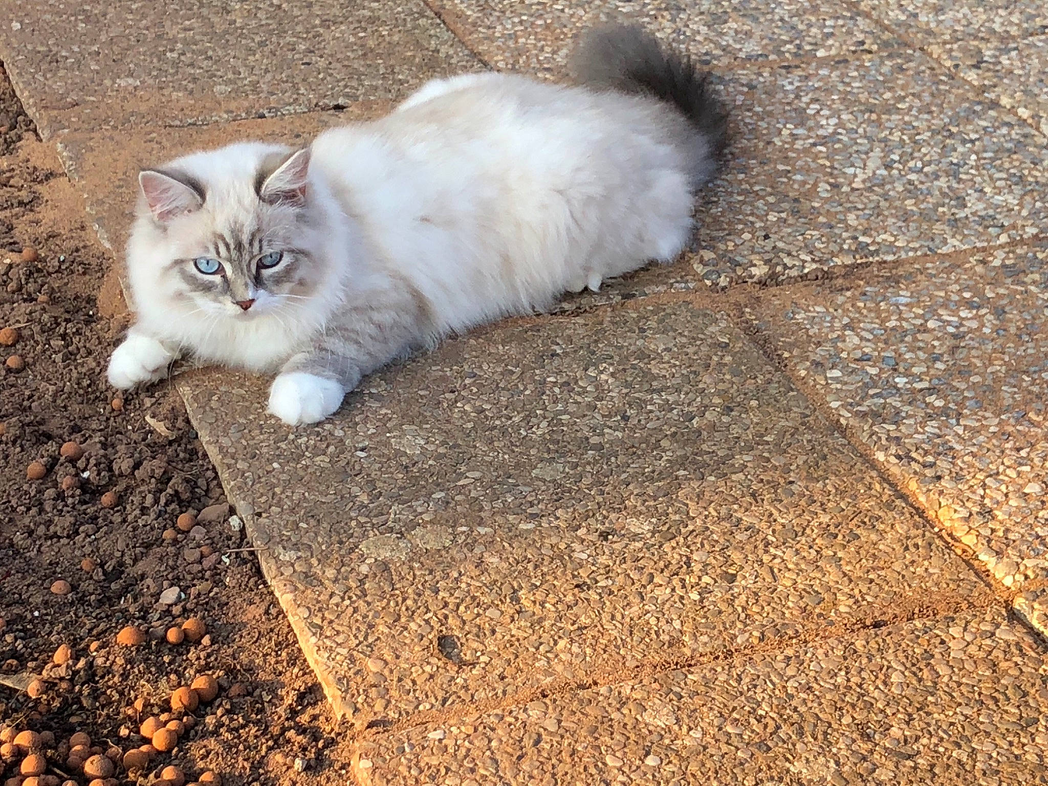 Oggy participe au concours pour gagner de l'argent avec cette photo : aegean_cat, asian, asian_semi_longhair, british_semi_longhair, carnivore, cat, cymric, domestic_long_haired_cat, domestic_short_haired_cat, european_shorthair, eye, felidae, floor, flooring, fur, polydactyl_cat, small_to_medium_sized_cats, tail, whiskers, wood