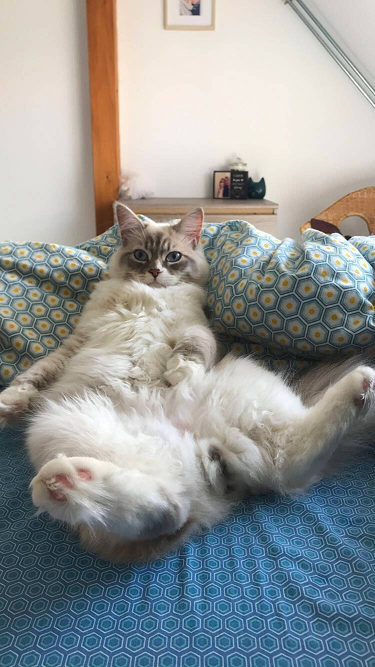 Oggy participe au concours pour gagner de l'argent avec cette photo : asian, british_semi_longhair, carnivore, cat, domestic_short_haired_cat, european_shorthair, fawn, felidae, fur, kitten, mammal, norwegian_forest_cat, paw, polydactyl_cat, ragamuffin, ragdoll, small_to_medium_sized_cats, tabby_cat, vertebrate, whiskers