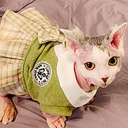 Luna is registered to the contest to win money with this photo: animal, blanket, cat, clothing, cute, dress, ears, eyes, fabric, fur, green, indoor, paws, pet, pink, plaid, portrait, soft, texture, white_collar