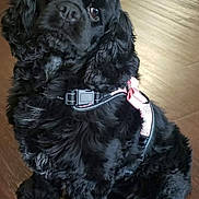Trixie joined the competition — help win amazing prizes! dog, black_dog, pet, animal, fur, curly_fur, harness, pink_harness, indoor, wooden_floor, sitting, cute, portrait, canine, companion, domestic_animal, looking_up, curious, fluffy, friendly