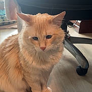 Sunstone is registered to the contest to win money with this photo: cat, cream_color, fluffy, sitting, wooden_floor, indoor, pet, fur, ears, whiskers, office_chair, wheels, furniture, domestic_animal, cute, animal, looking_down, soft_light, cozy, home