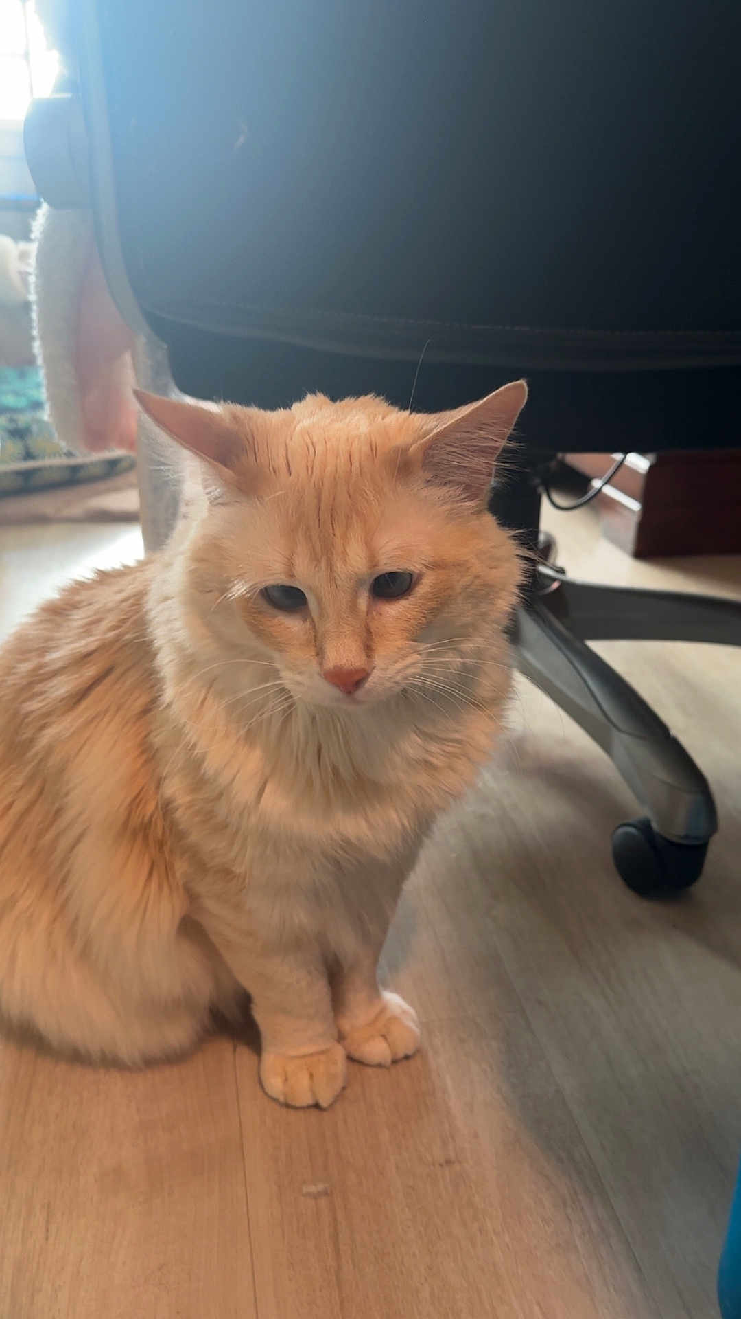 Sunstone is registered to the contest to win money with this photo: cat, cream_color, fluffy, sitting, wooden_floor, indoor, pet, fur, ears, whiskers, office_chair, wheels, furniture, domestic_animal, cute, animal, looking_down, soft_light, cozy, home