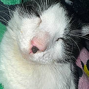 Humphrey is registered to the contest to win money with this photo: animal, black_and_white, blanket, cat, close_up, cozy, cute, face, feline, fur, indoor, muzzle, nap, pet, pink_nose, relaxed, sleeping, soft, whiskers