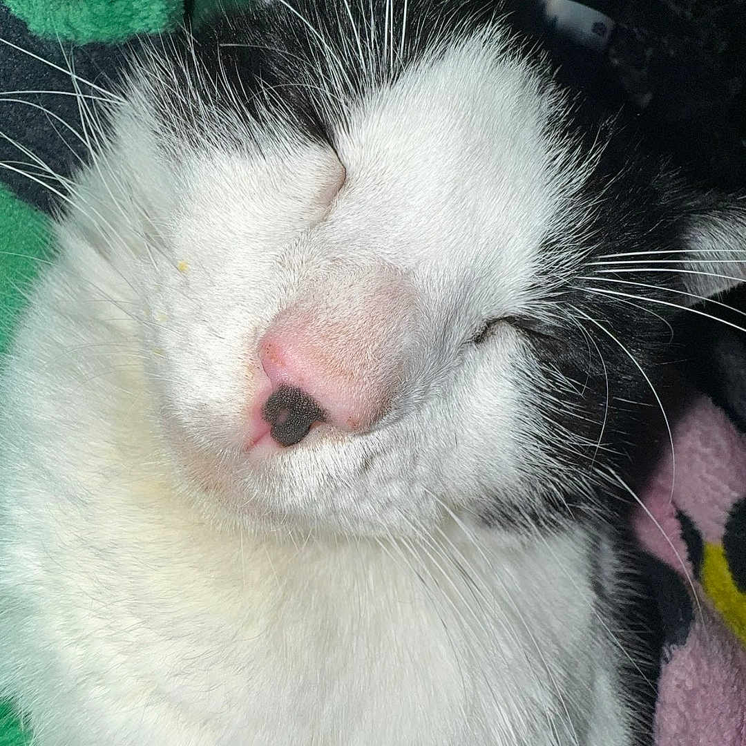 Humphrey is registered to the contest to win money with this photo: animal, black_and_white, blanket, cat, close_up, cozy, cute, face, feline, fur, indoor, muzzle, nap, pet, pink_nose, relaxed, sleeping, soft, whiskers