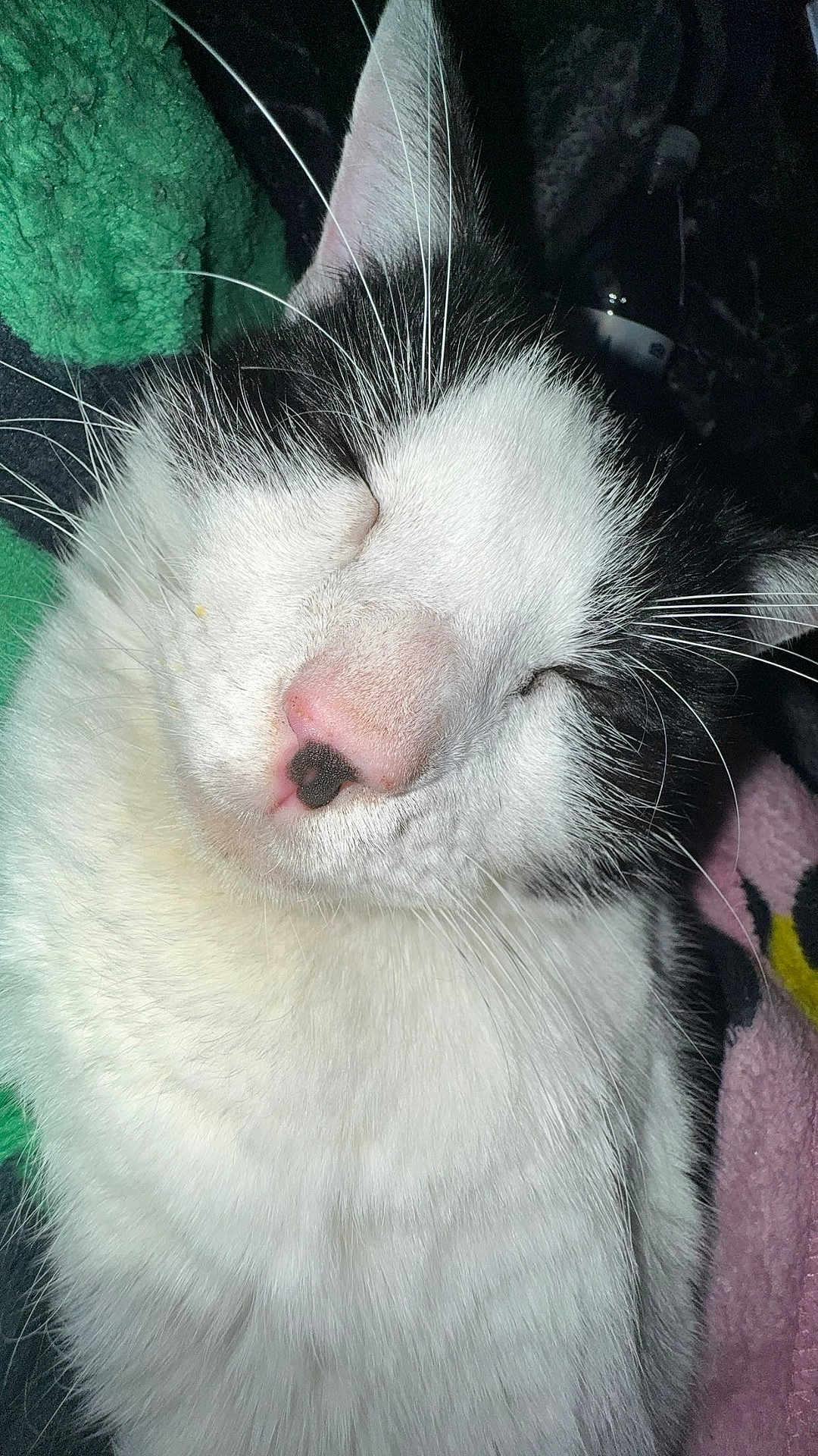 Humphrey is registered to the contest to win money with this photo: animal, black_and_white, blanket, cat, close_up, cozy, cute, face, feline, fur, indoor, muzzle, nap, pet, pink_nose, relaxed, sleeping, soft, whiskers