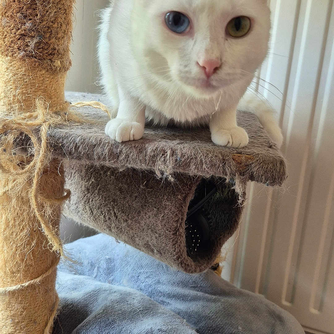 Simba a rejoint le concours — aidez-le/la à gagner de superbes lots ! animal, blanket, blue_eye, cat, cat_tree, close_up, cozy, curious, fur, furniture, green_eye, heterochromia, indoor, paws, pet, resting_place, scratching_post, soft_texture, whiskers, white_cat