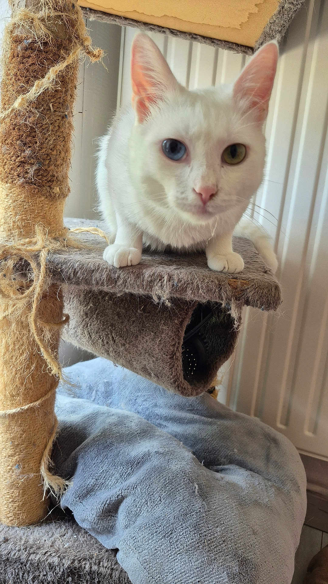 Simba
