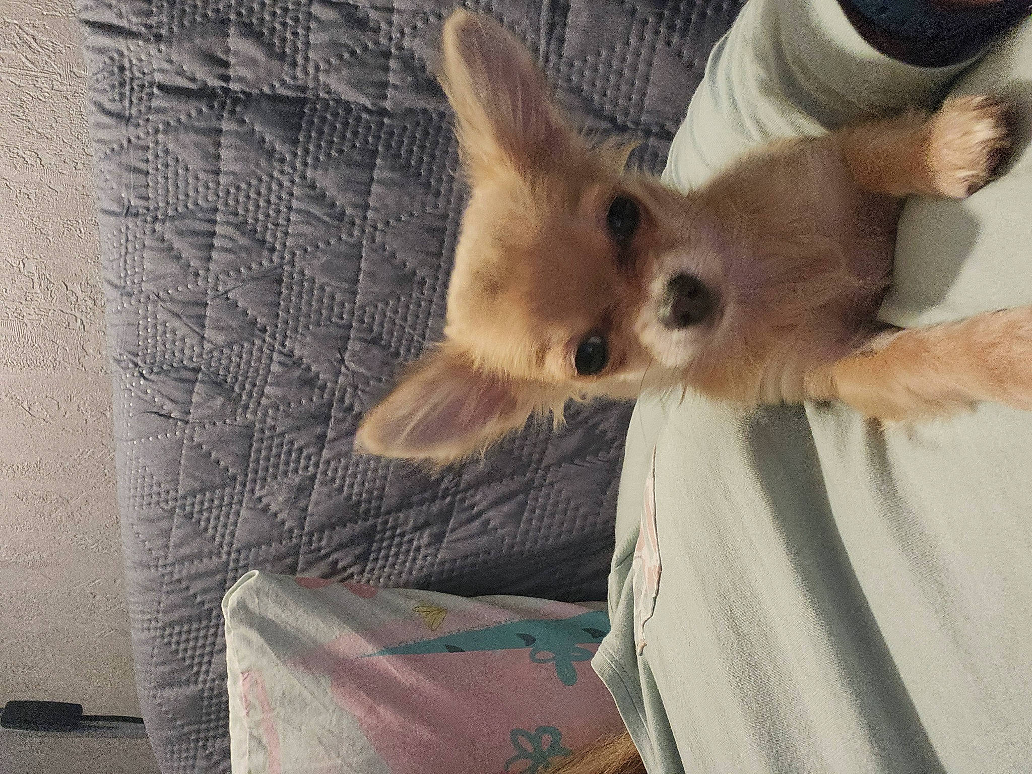 Canelle a rejoint le concours — aidez-le/la à gagner de superbes lots ! canidae, carnivore, claw, comfort, companion_dog, dog_breed, fawn, felidae, fur, paw, small_to_medium_sized_cats, snout, sporting_group, tail, terrestrial_animal, toy_dog, watch, whiskers, wing, wood