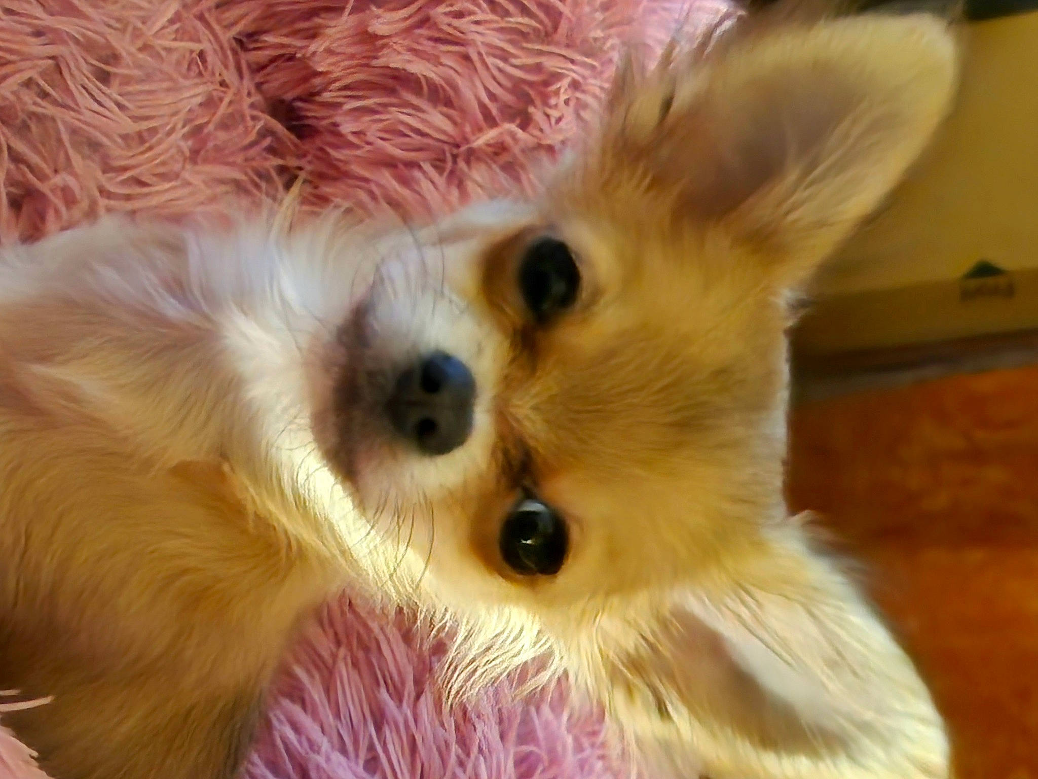 Canelle a rejoint le concours — aidez-le/la à gagner de superbes lots ! canidae, carnivore, close_up, companion_dog, dog, dog_breed, ear, fawn, fur, german_spitz, german_spitz_klein, german_spitz_mittel, iris, snout, spitz, sporting_group, toy_dog, volpino_italiano, whiskers, working_animal