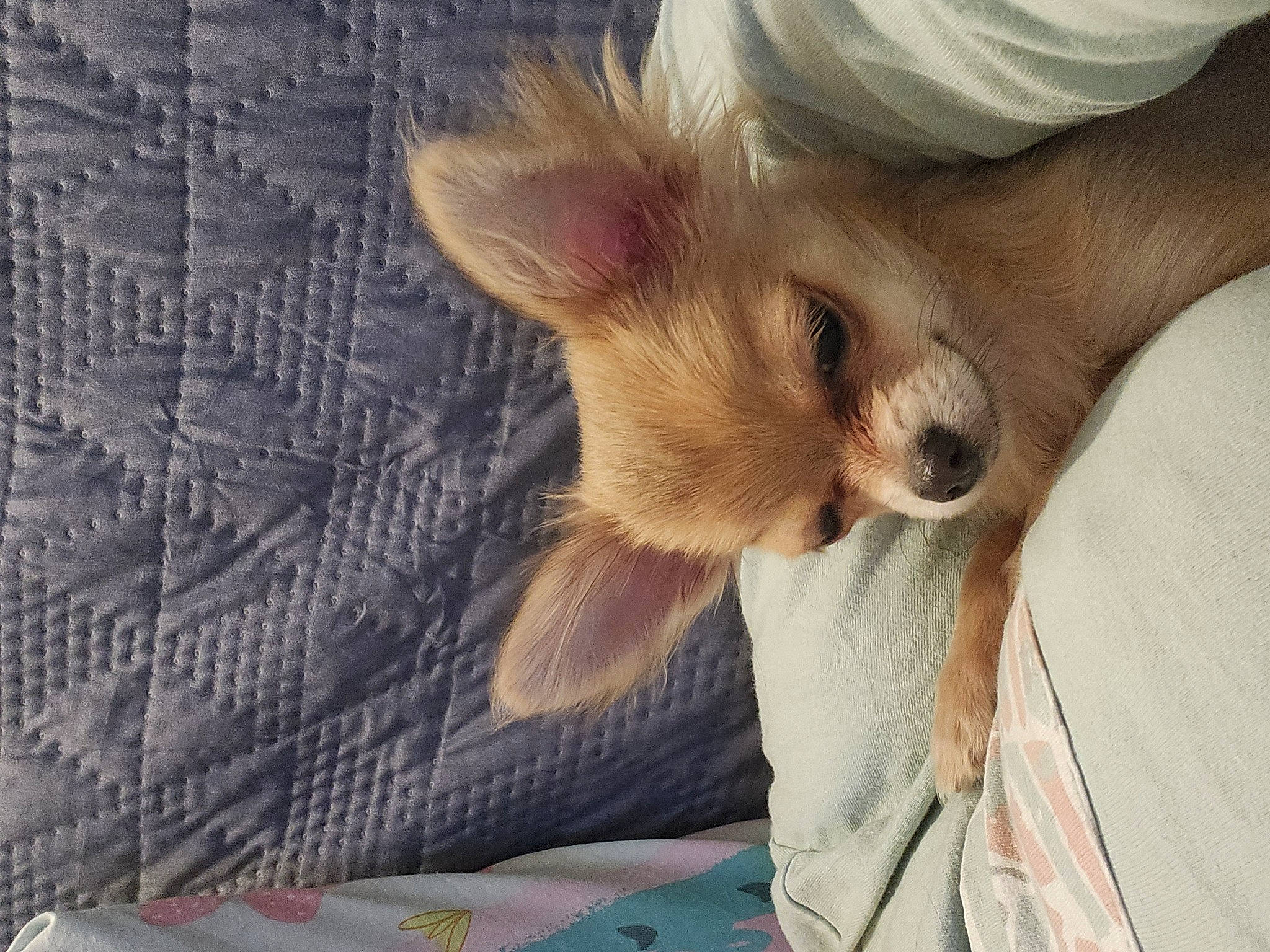 Canelle a rejoint le concours — aidez-le/la à gagner de superbes lots ! canidae, carnivore, chihuahua, comfort, companion_dog, dog, dog_breed, ear, fawn, fur, linens, nap, paw, puppy, snout, sporting_group, tail, terrestrial_animal, toy_dog, whiskers