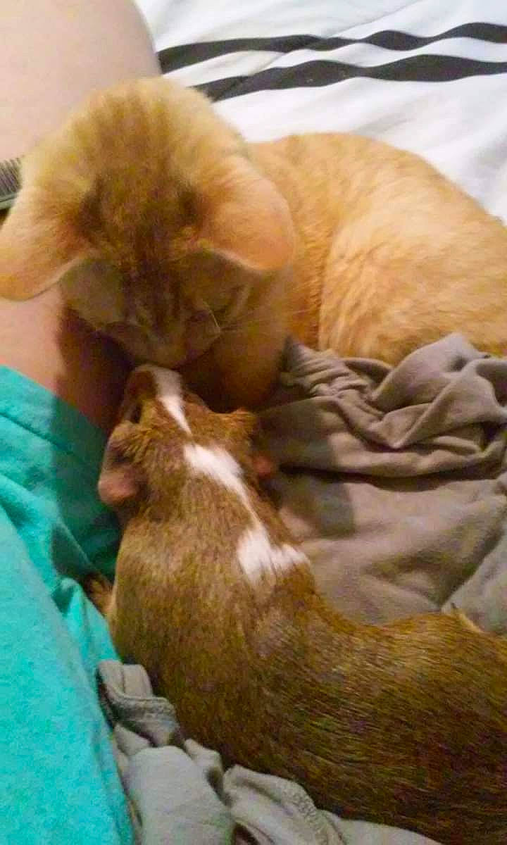 Harley joined the competition — help win amazing prizes! canidae, carnivore, cat, dog_breed, fawn, felidae, guinea_pig, kitten, puppy, small_to_medium_sized_cats