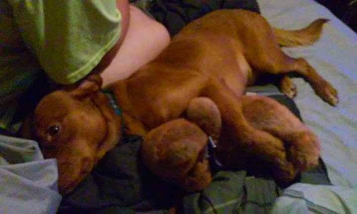 Rufus joined the competition — help win amazing prizes! american_pit_bull_terrier, canidae, carnivore, dog, dog_breed, dogue_de_bordeaux, fawn, mammal, puppy, redbone_coonhound, sporting_group, vertebrate, vizsla