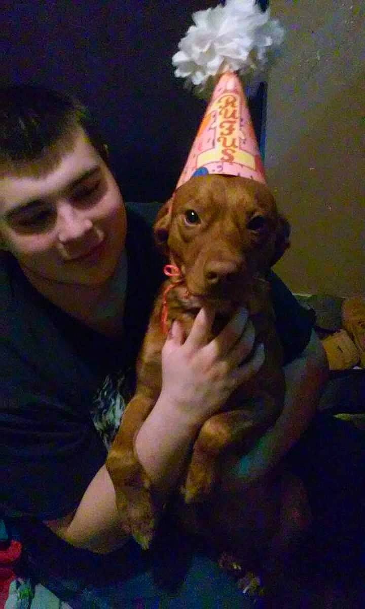 Rufus joined the competition — help win amazing prizes! american_pit_bull_terrier, canidae, carnivore, dog, dog_breed, fawn, non_sporting_group, pit_bull, sporting_group, vizsla, weimaraner