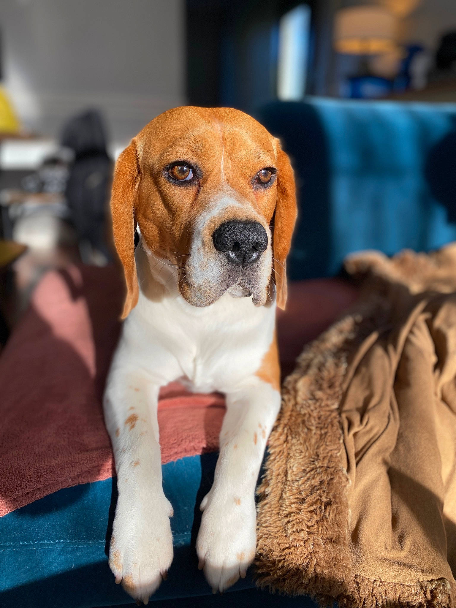 Ross a rejoint le concours — aidez-le/la à gagner de superbes lots ! canidae, carnivore, collar, companion_dog, dog, dog_breed, fawn, hound, hunting_dog, non_sporting_group, paw, scent_hound, snout, sporting_group, whiskers, working_animal