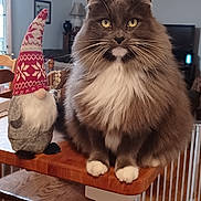 Thor is registered to the contest to win money with this photo: animal, cat, chair, cute, decorative_gnome, domestic_cat, face, fluffy_cat, gnome, gray_cat, indoor, living_room, pet, sitting, table, whiskers, white_fur, wood_floor, wooden_furniture, yellow_eyes