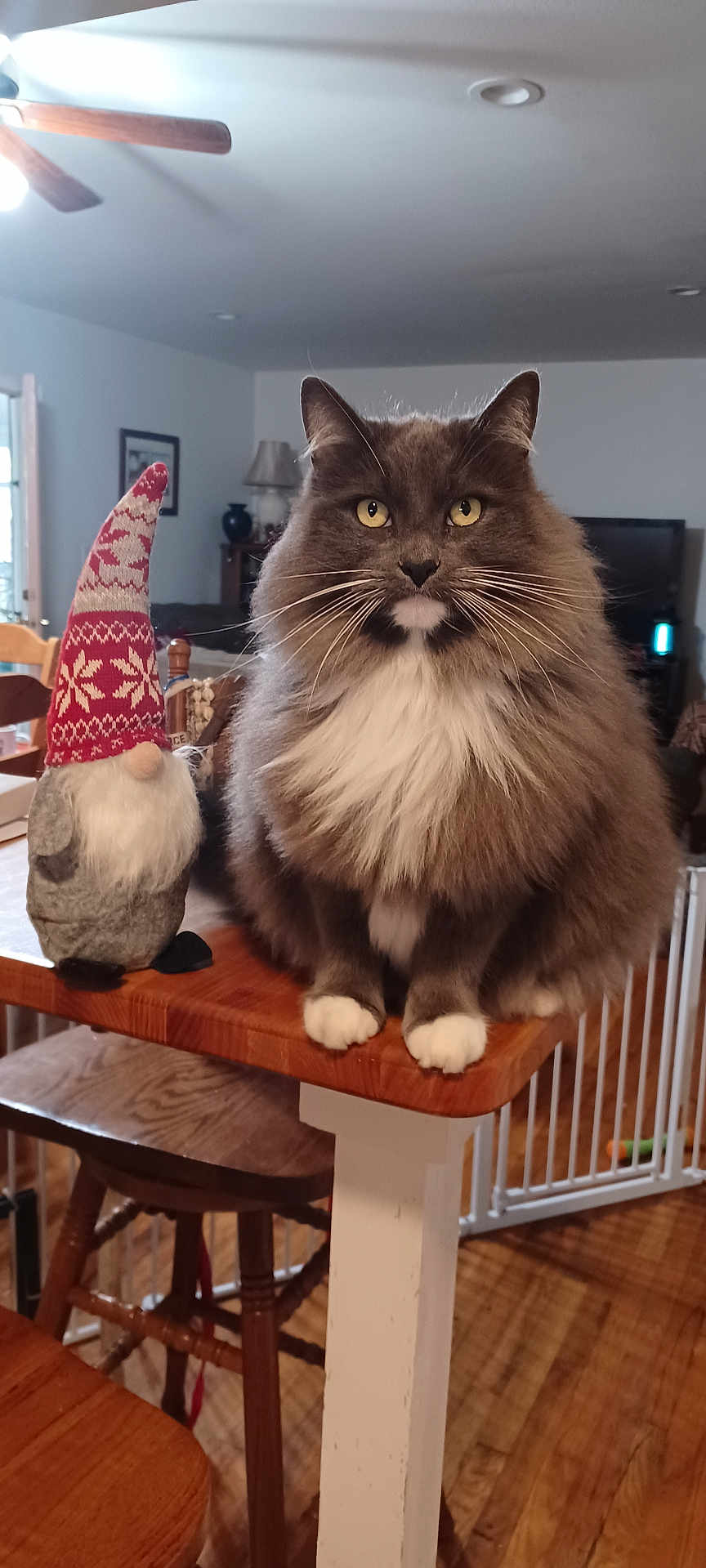 Thor is registered to the contest to win money with this photo: animal, cat, chair, cute, decorative_gnome, domestic_cat, face, fluffy_cat, gnome, gray_cat, indoor, living_room, pet, sitting, table, whiskers, white_fur, wood_floor, wooden_furniture, yellow_eyes
