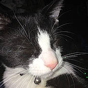 Mittens is registered to the contest to win money with this photo: cat, black_and_white, close_up, whiskers, collar, bell, pet, feline, sleepy, face, nose, ears, fur, animal, domestic, cute, portrait, indoor, peaceful