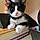 Mittens