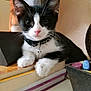 Mittens is registered to the contest to win money with this photo: kitten, cat, black_and_white, collar, bell, books, indoor, pet, cute, whiskers, paws, young_animal, fur, resting, curious, portrait, domestic_cat, animal, feline, closeup