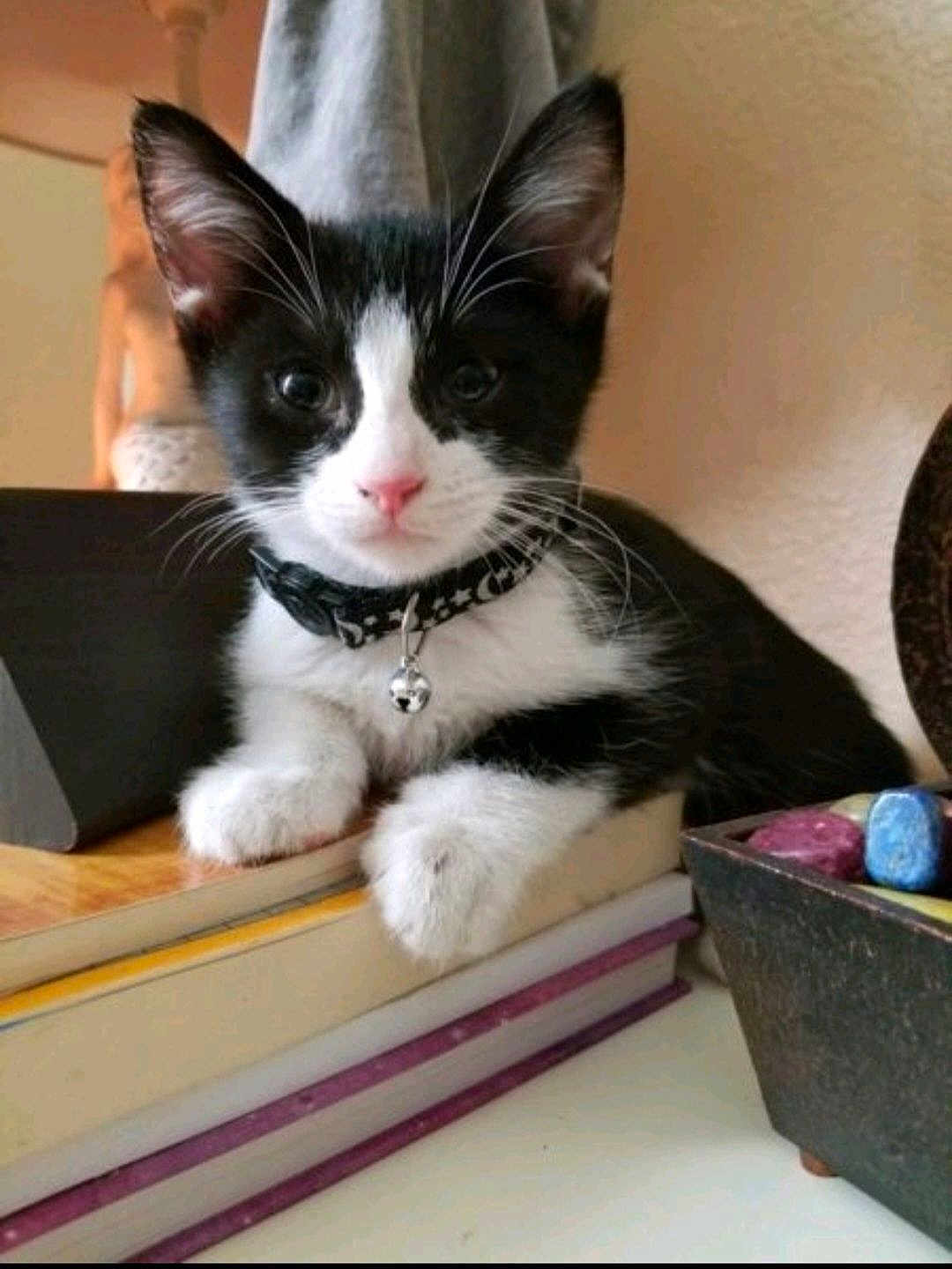 Mittens