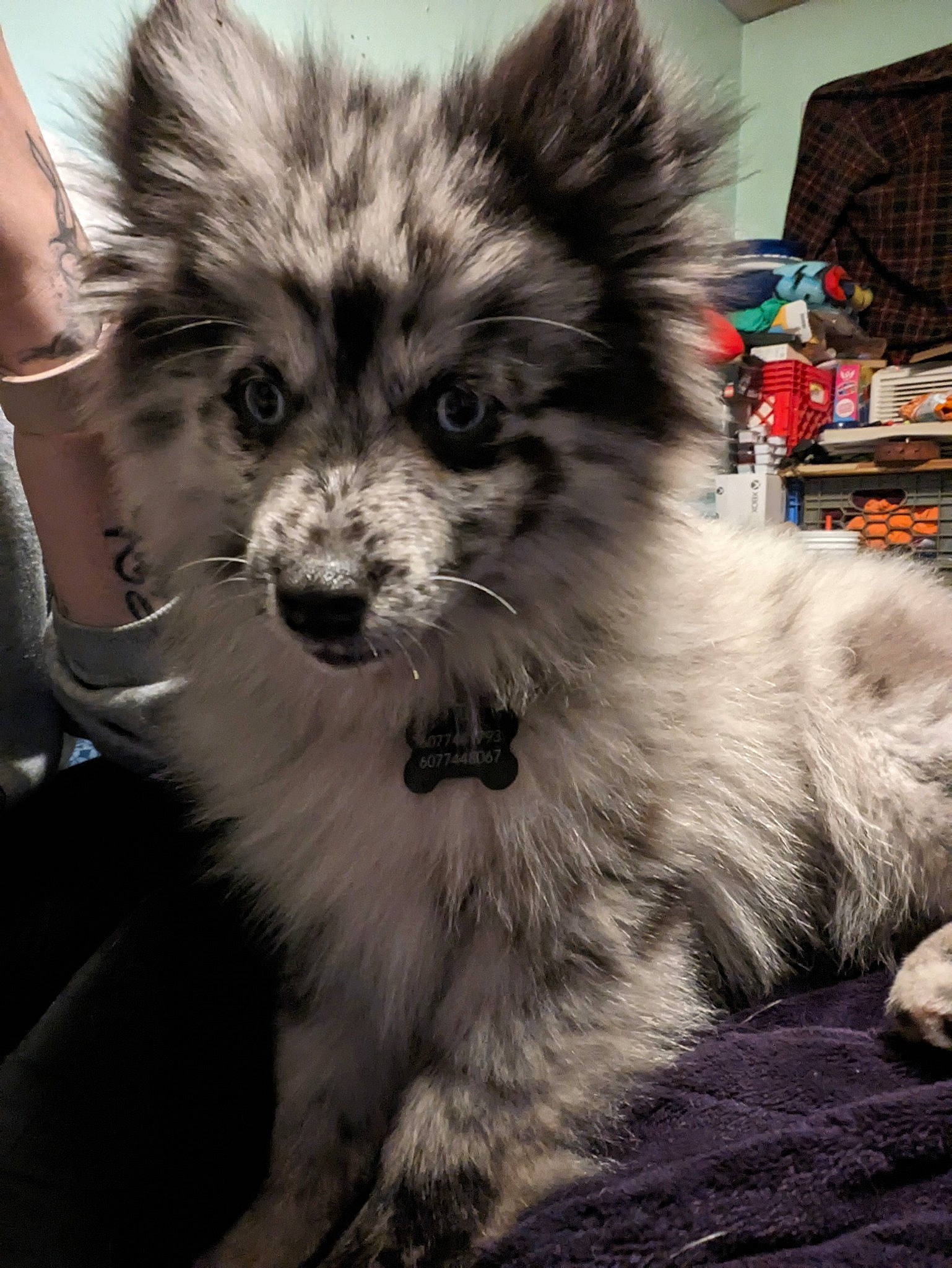 Oreo is registered to the contest to win money with this photo: ancient_dog_breeds, art, canidae, carnivore, companion_dog, dog, dog_breed, fur, monochrome, monochrome_photography, non_sporting_group, snout, sporting_group, street, terrestrial_animal, toy_dog, whiskers, working_animal