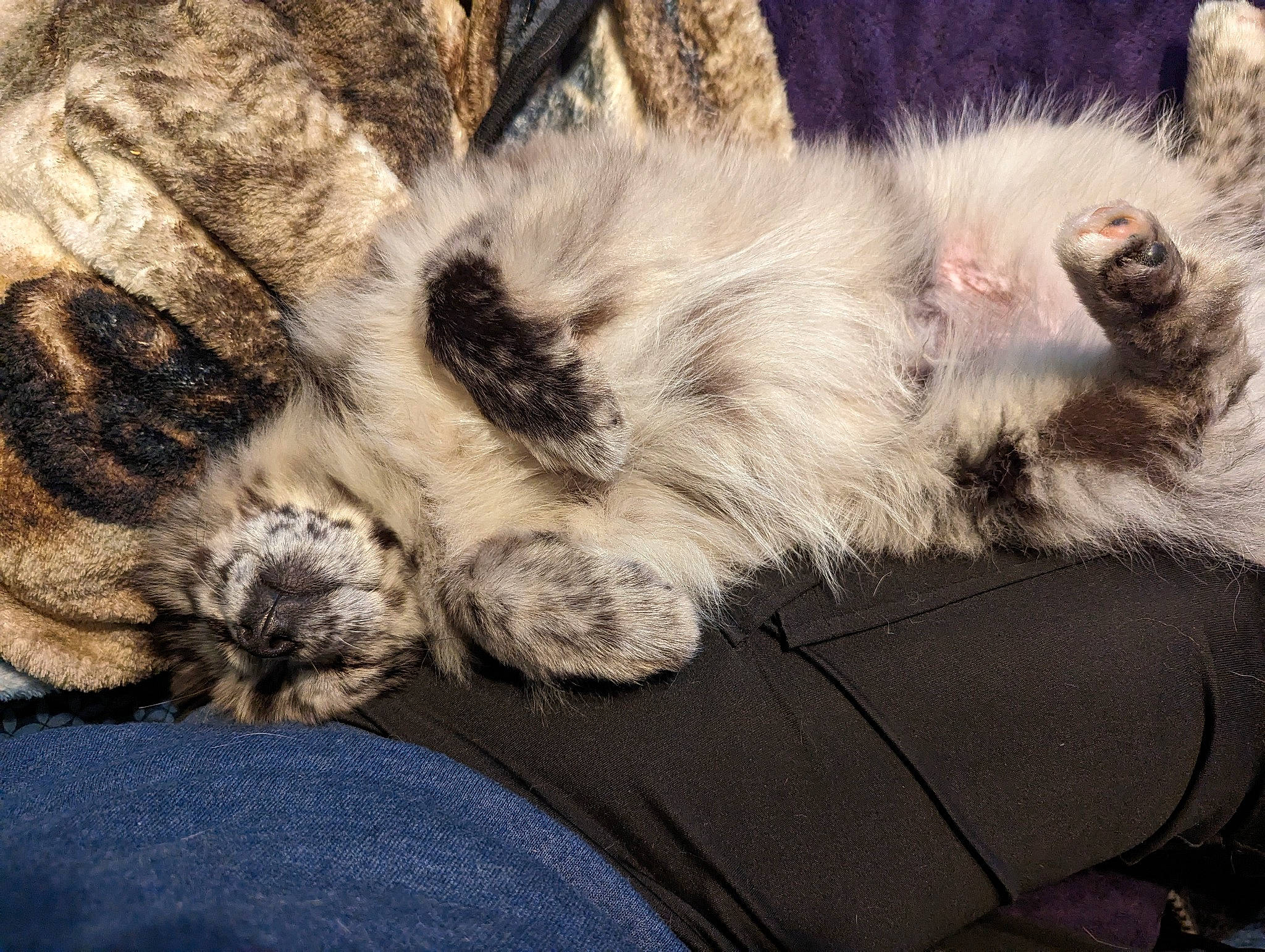 Oreo joined the competition — help win amazing prizes! carnivore, cat, claw, cloud, comfort, domestic_short_haired_cat, felidae, foot, fur, human_leg, lap, mammal, nap, paw, small_to_medium_sized_cats, snout, tail, terrestrial_animal, vertebrate, whiskers