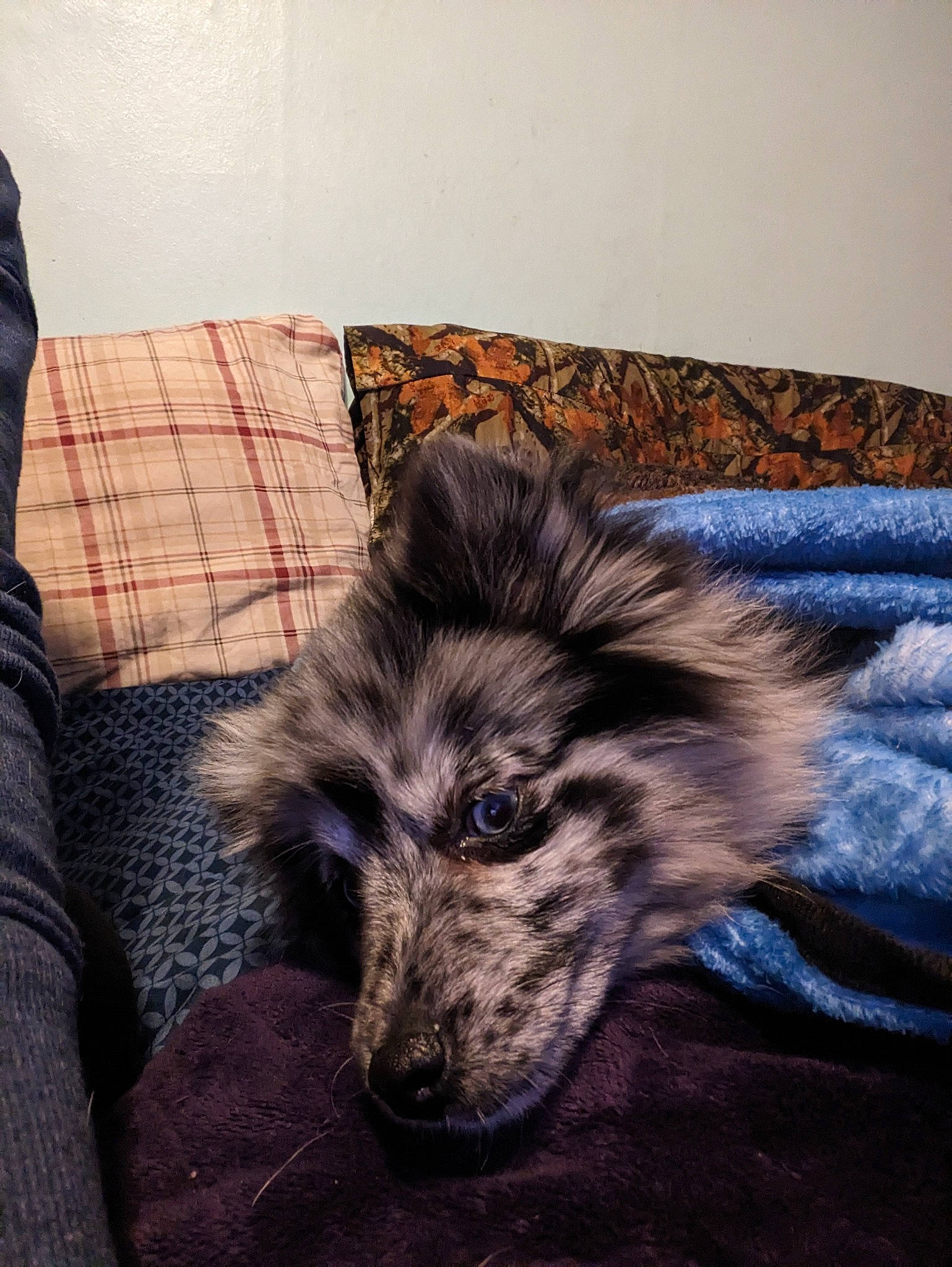 Oreo is registered to the contest to win money with this photo: bedding, carnivore, comfort, companion_dog, couch, dog, dog_breed, flooring, fur, hardwood, linens, living_room, pattern, room, street_dog, tints_and_shades, whiskers, wood, working_dog