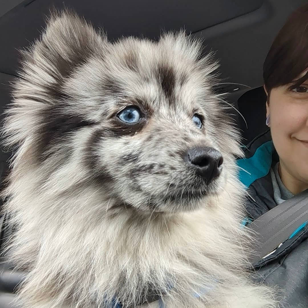 Oreo joined the competition — help win amazing prizes! ancient_dog_breeds, canidae, carnivore, companion_dog, dog, dog_breed, electric_blue, eye, fur, happy, head, iris, small_terrier, smile, snout, sporting_group, terrestrial_animal, toy_dog, whiskers, working_animal