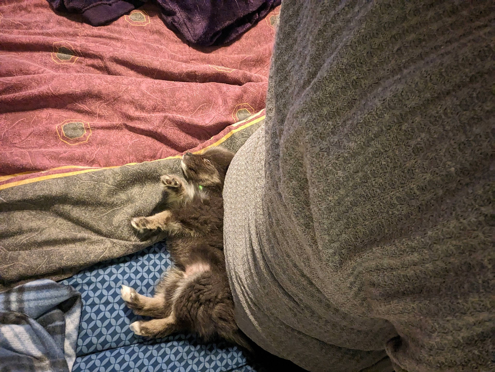 Mac joined the competition — help win amazing prizes! brown, comfort, denim, electric_blue, fur, grey, human_leg, linens, pattern, plaid, sleeve, wood, woven_fabric