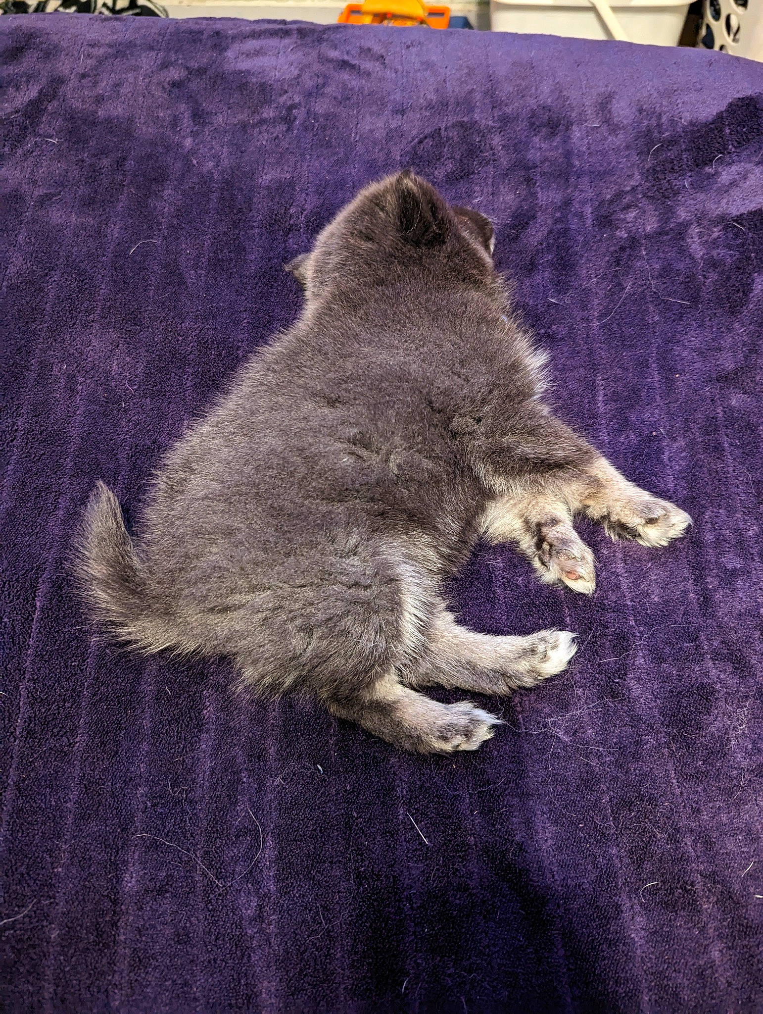 Mac is registered to the contest to win money with this photo: art, canidae, claw, dog_breed, fawn, fur, grey, linens, magenta, safety_glove, sleeve, snout, sporting_group, tail, terrestrial_animal, textile, wood, wool, woolen, woven_fabric