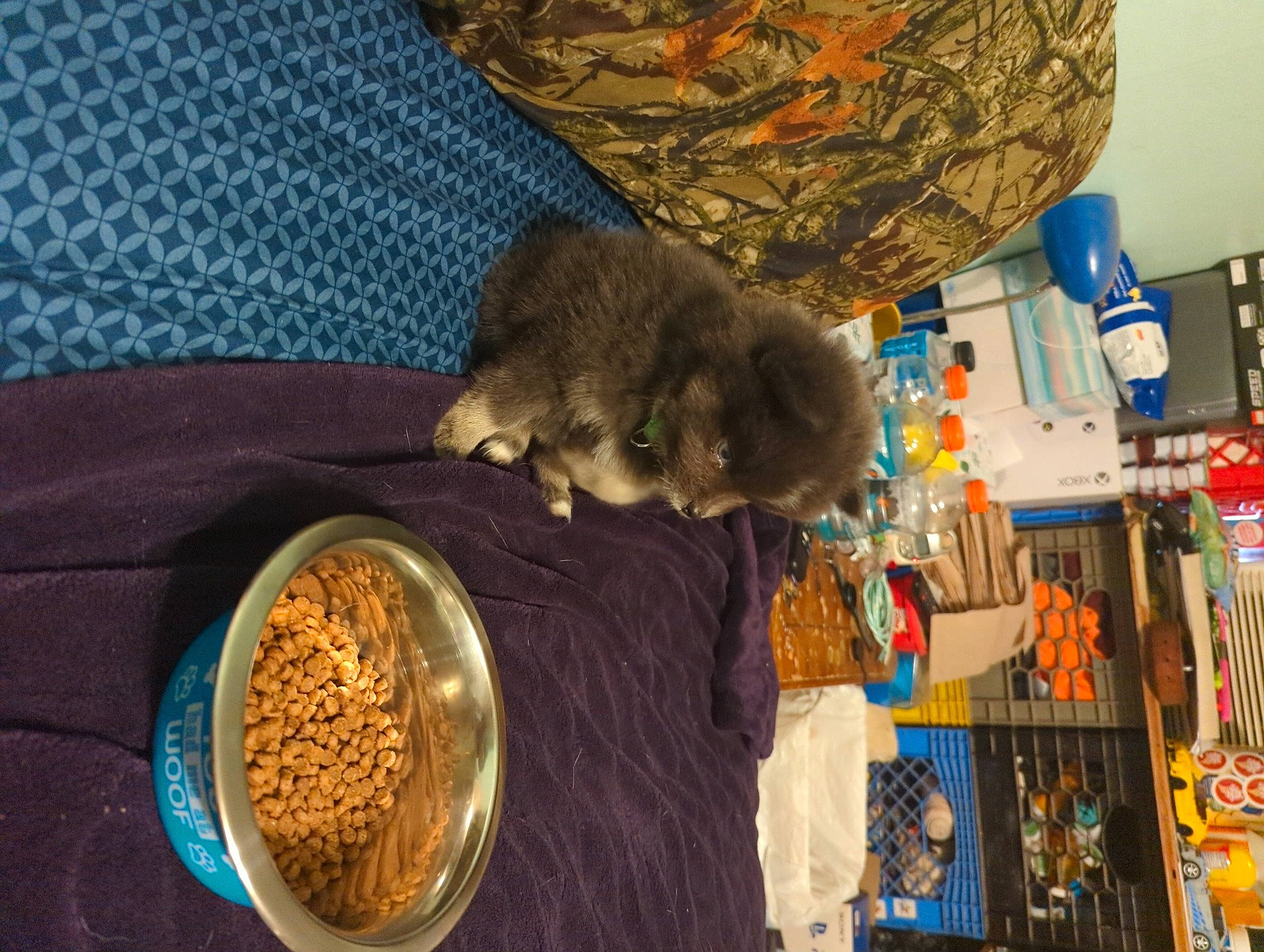 Mac is registered to the contest to win money with this photo: art, circle, corgi_chihuahua, felidae, fur, ingredient, rodent, room, small_to_medium_sized_cats, tail, teddy_bear, textile, toy