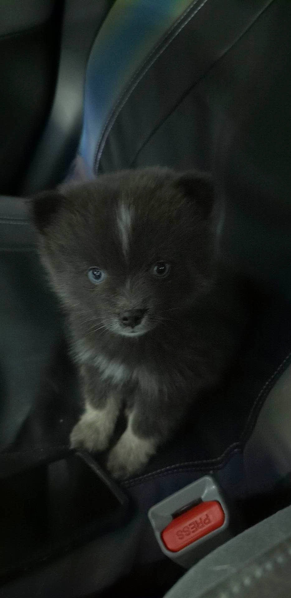 Mac joined the competition — help win amazing prizes! black_cat, carnivore, cat, claw, comfort, domestic_short_haired_cat, electric_blue, eye, felidae, fur, grey, paw, sitting, small_to_medium_sized_cats, terrestrial_animal, whiskers