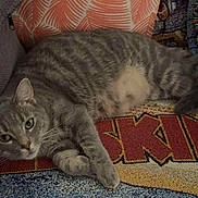 Ghost is registered to the contest to win money with this photo: blanket, cat, closeup, couch, cozy, curious, domestic_animal, feline, fur, gray_tabby, green_eyes, indoor, lying_down, patterned, paws, pet, relaxed, resting, text, whiskers