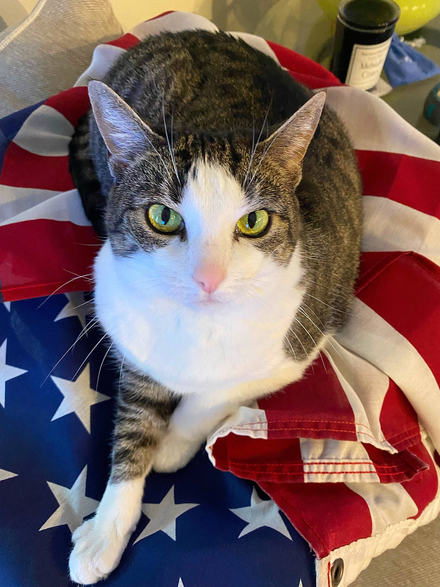 Kc is registered to the contest to win money with this photo: carnivore, cat, collar, comfort, domestic_short_haired_cat, felidae, fur, pattern, paw, serveware, small_to_medium_sized_cats, snout, tail, whiskers