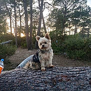Rosie participe au concours pour gagner de l'argent avec cette photo : adventure, animal, bark, canine, daylight, dog, fluffy, forest, nature, outdoor, park, pet, pine_trees, quiet, scenery, small_dog, sunset, tree_trunk, wildlife, woodland