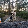 adventure, animal, bark, canine, daylight, dog, fluffy, forest, nature, outdoor, park, pet, pine_trees, quiet, scenery, small_dog, sunset, tree_trunk, wildlife, woodland