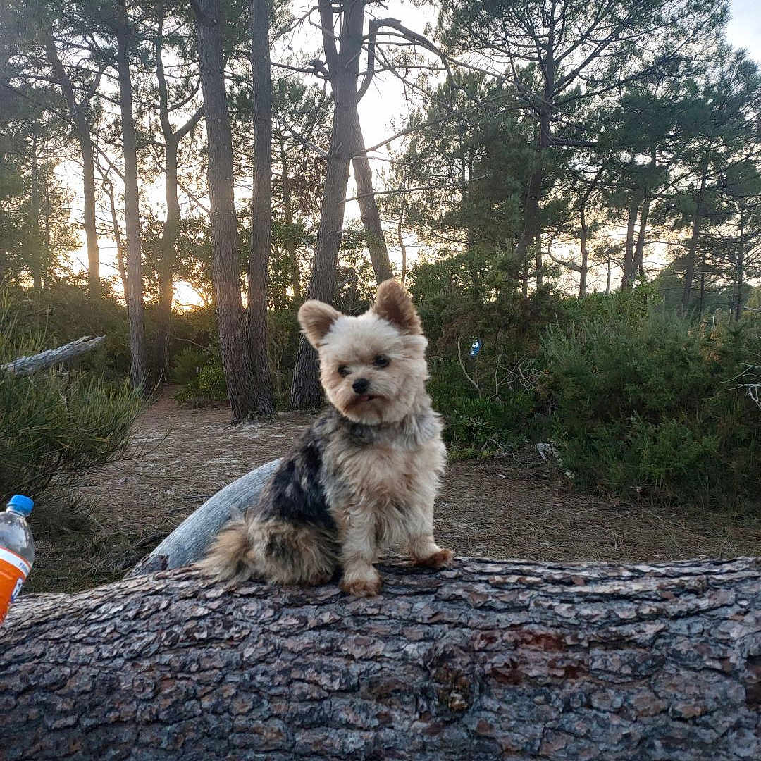 Rosie