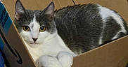 Starscream is registered to the contest to win money with this photo: animal, box, cardboard_box, carpet, cat, cozy, curious, cute, domestic_cat, ears, feline, gray_fur, indoor, laying_down, looking_at_camera, pet, relaxed, whiskers, white_paws, yellow_eyes