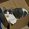 animal, box, cardboard_box, carpet, cat, cozy, curious, cute, domestic_cat, ears, feline, gray_fur, indoor, laying_down, looking_at_camera, pet, relaxed, whiskers, white_paws, yellow_eyes
