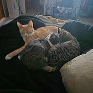 Starscream joined the competition — help win amazing prizes! animal, blanket, cat, cats, closeup, cozy, cuddle, cute, domestic_animal, feline, fur, ginger_cat, indoor, nap, peaceful, pet, resting, sleeping, soft, tabby_cat