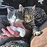 Starscream is registered to the contest to win money with this photo: animal, camo_pants, cat, companion, cozy, cute, fur, gray_and_white_cat, hand, indoor, kitten, lap, paw, person, pet, relaxed, resting, sleeping, snuggling, tabby_cat