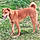 Pepita