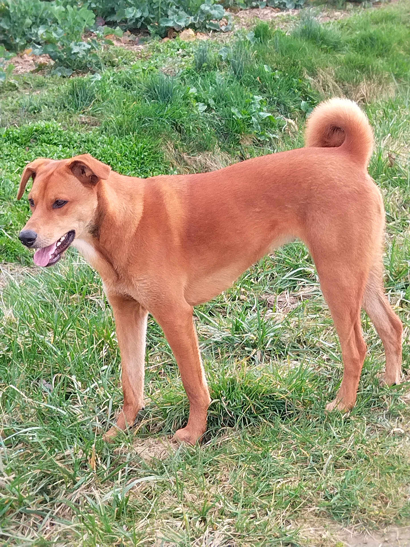 Pepita
