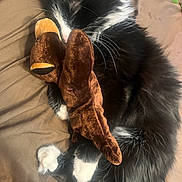 Oreo joined the competition — help win amazing prizes! cat, black_and_white, sleeping, curled_up, plush_toy, stuffed_animal, bedtime, cozy, fur, whiskers, paws, indoor, blanket, resting, cute, pet, animal, soft, companion, relaxing