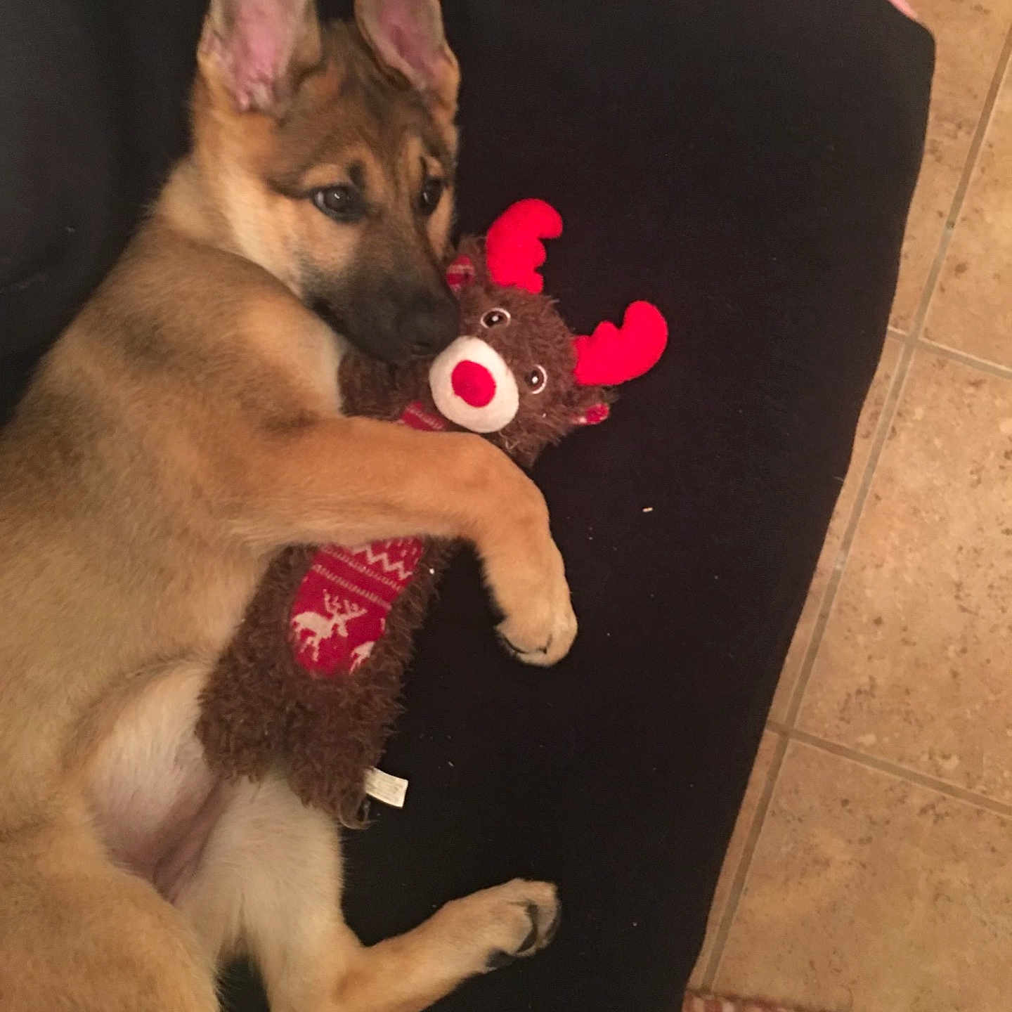 Zoé is registered to the contest to win money with this photo: animal, black_cushion, cozy, cuddling, cute, dog, ears, floor_tiles, fur, german_shepherd, indoor, lying_down, paw, pet, plush_toy, puppy, reindeer_toy, resting, tail, toy