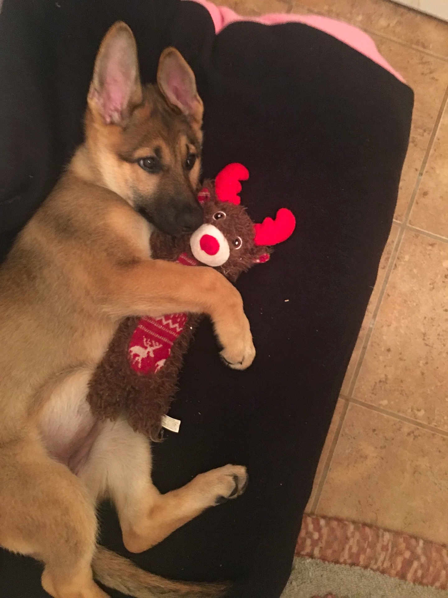 Zoé is registered to the contest to win money with this photo: puppy, dog, german_shepherd, cuddling, plush_toy, reindeer_toy, black_cushion, floor_tiles, cute, pet, animal, indoor, resting, lying_down, fur, ears, paw, tail, toy, cozy
